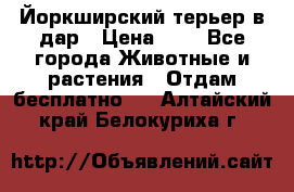 Йоркширский терьер в дар › Цена ­ 1 - Все города Животные и растения » Отдам бесплатно   . Алтайский край,Белокуриха г.